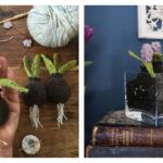 Hyacinth Bulb Flower Crochet Free Pattern