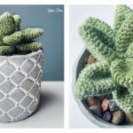 Desktop Succulent Free Crochet Pattern